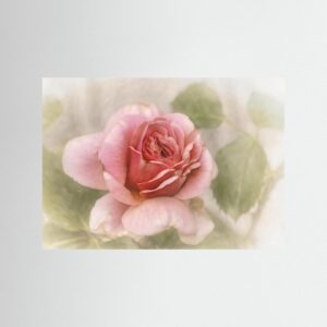 Soft Pink Rose by Gilbert Claes