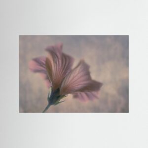 Dreamy Pink Bloom by Clear Water