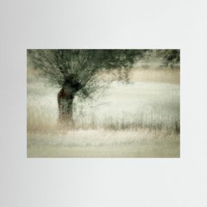 Willow by Nel Talen