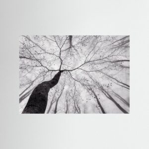 A view of the tree crown by Tom Pavlasek