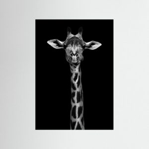 Giraffe Portrait by Wild Photo Art